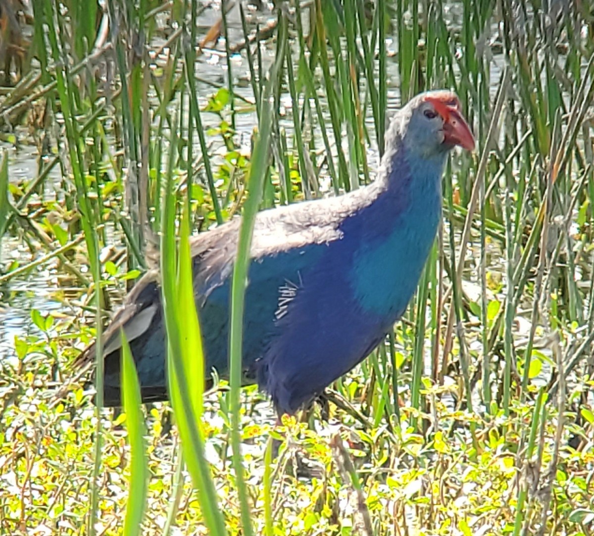 Gray-headed Swamphen - Richard Cohen