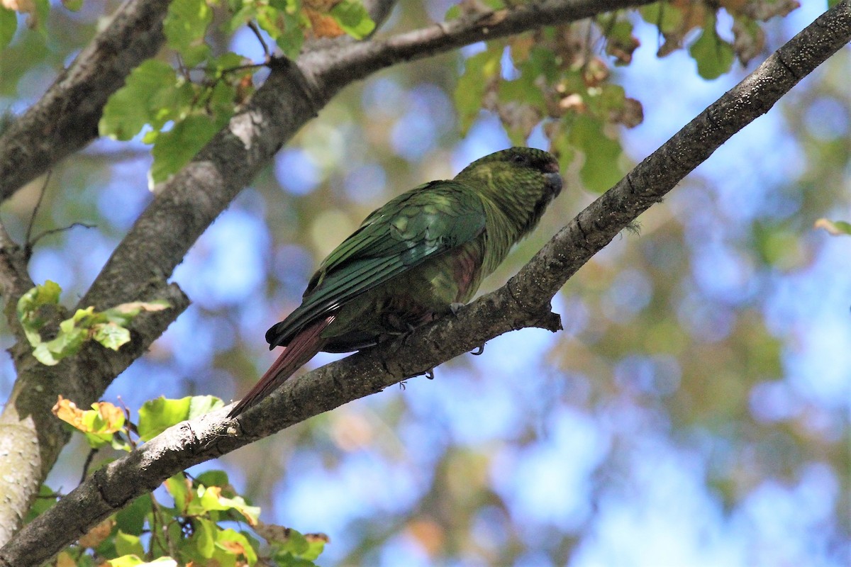 Austral Parakeet - ML535910211