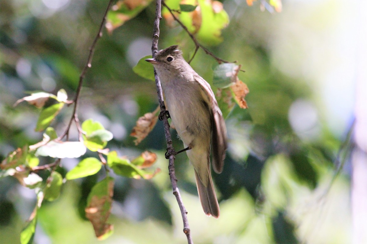 White-crested Elaenia (Chilean) - ML535910271