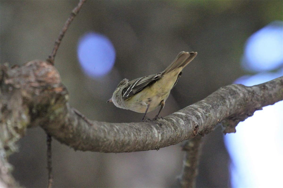 White-crested Elaenia (Chilean) - ML535910361