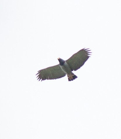 Barred Hawk - ML535910761