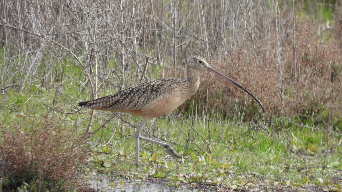 Long-billed Curlew - ML535910861