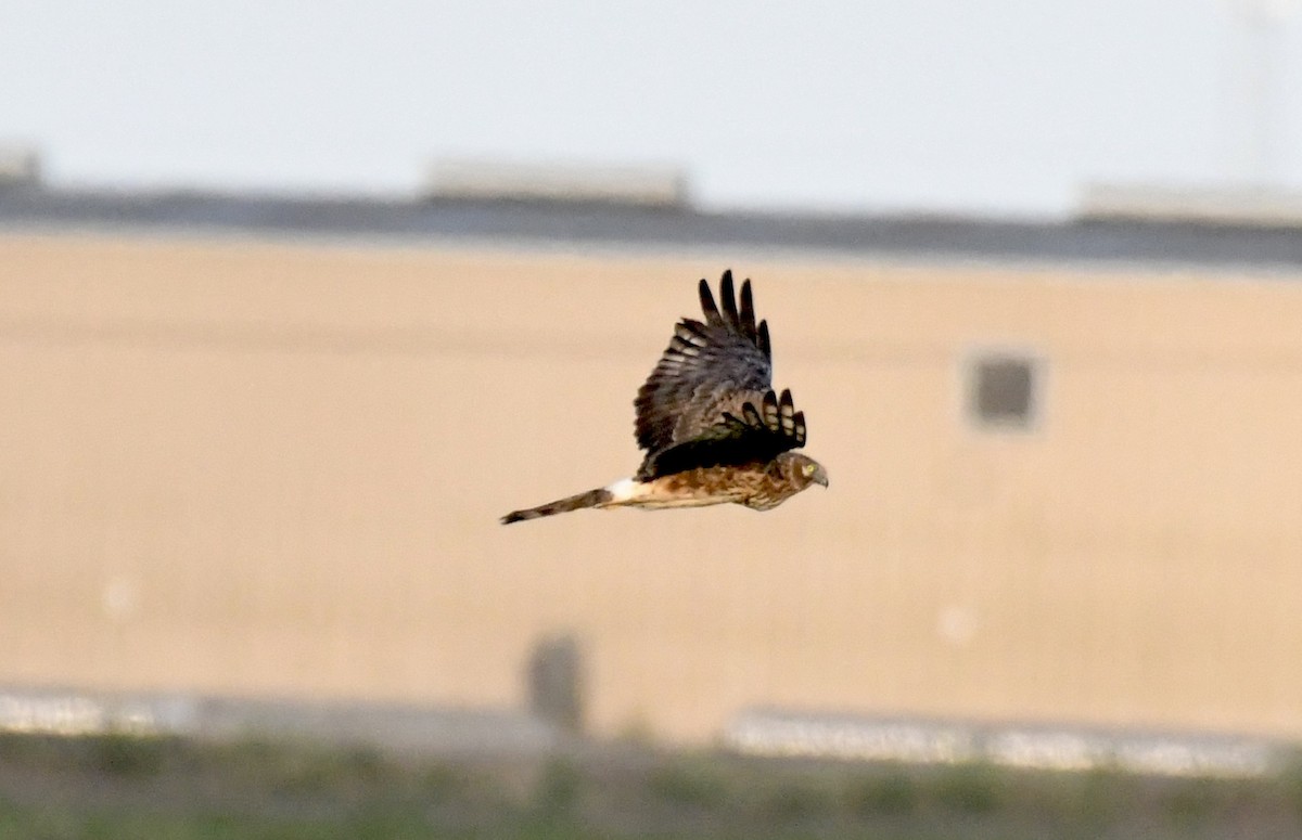 Northern Harrier - ML535912011