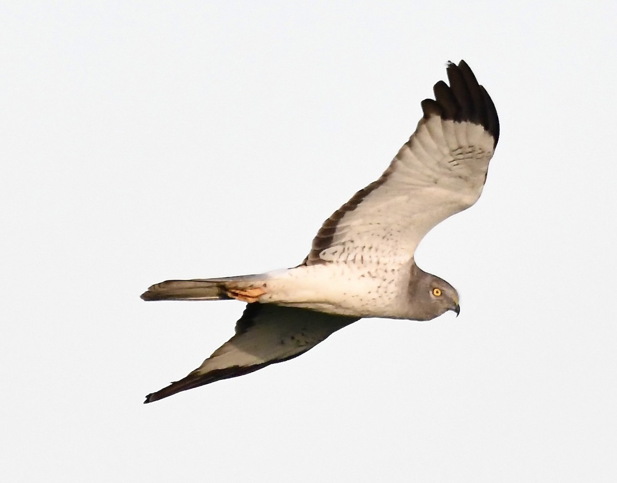 Northern Harrier - ML535912031