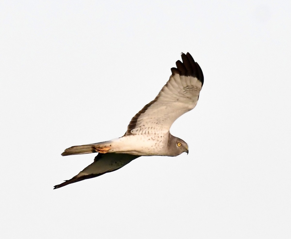 Northern Harrier - ML535912041