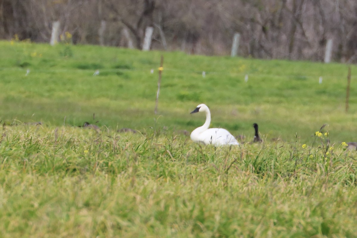 Cygne trompette - ML535912061