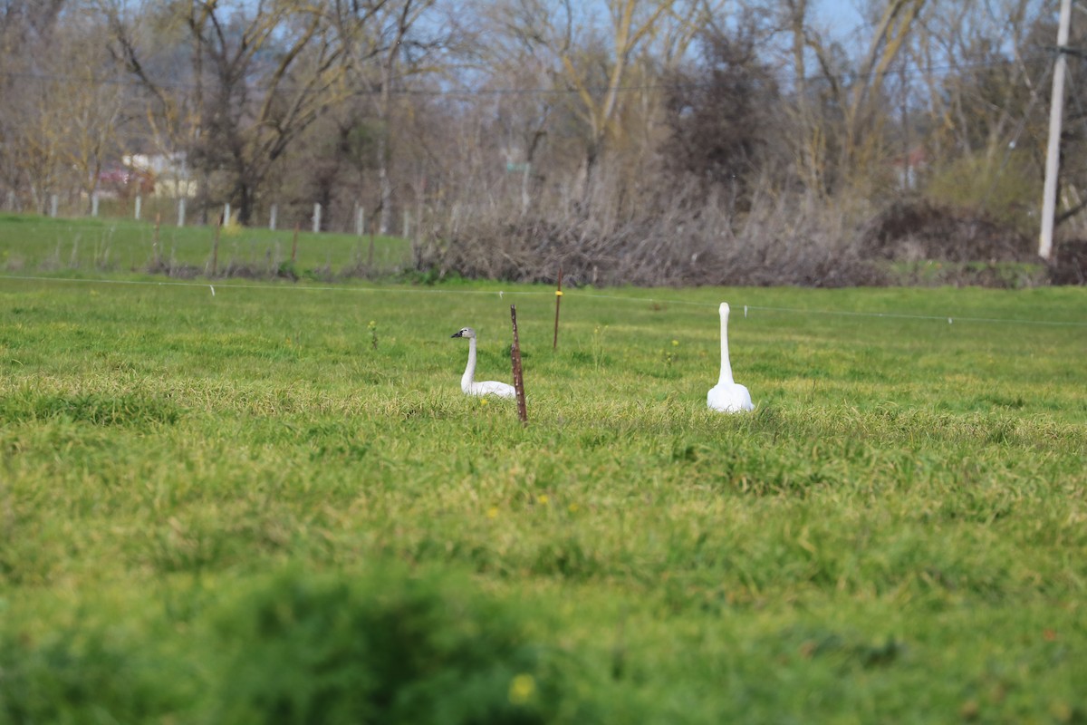 Tundra Swan - ML535912261