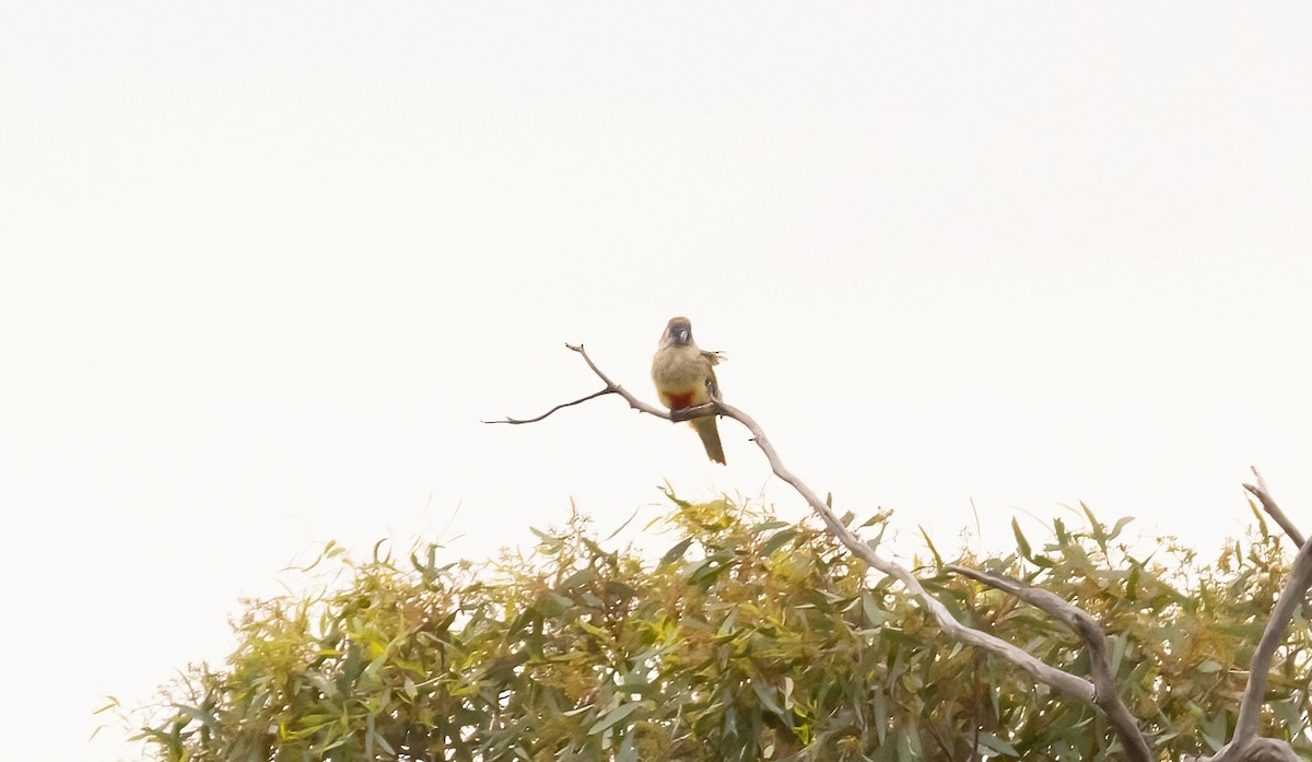 ハナガサインコ - ML535915861