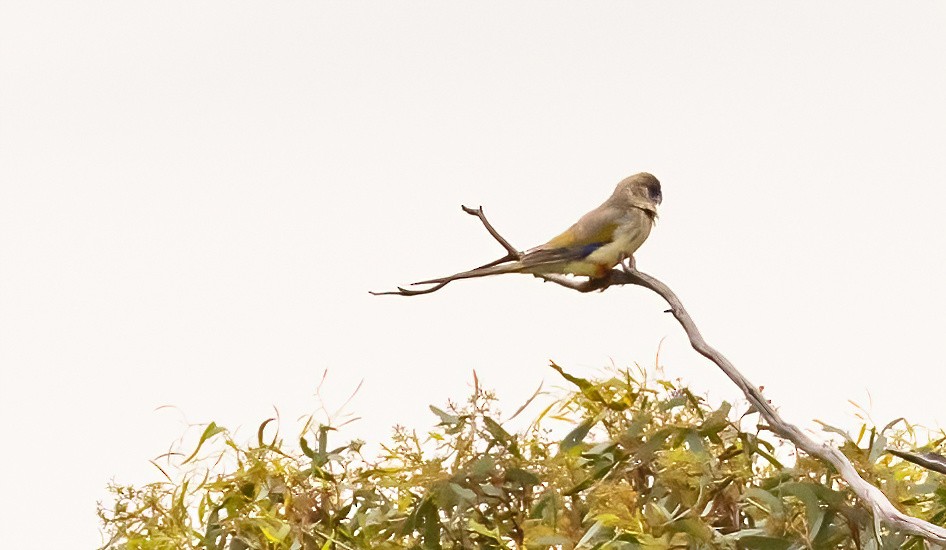 Perico Cariazul - ML535916151