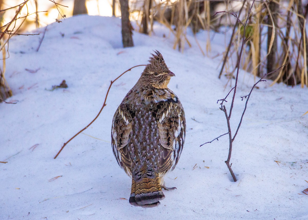 Ruffed Grouse - Tom Lally