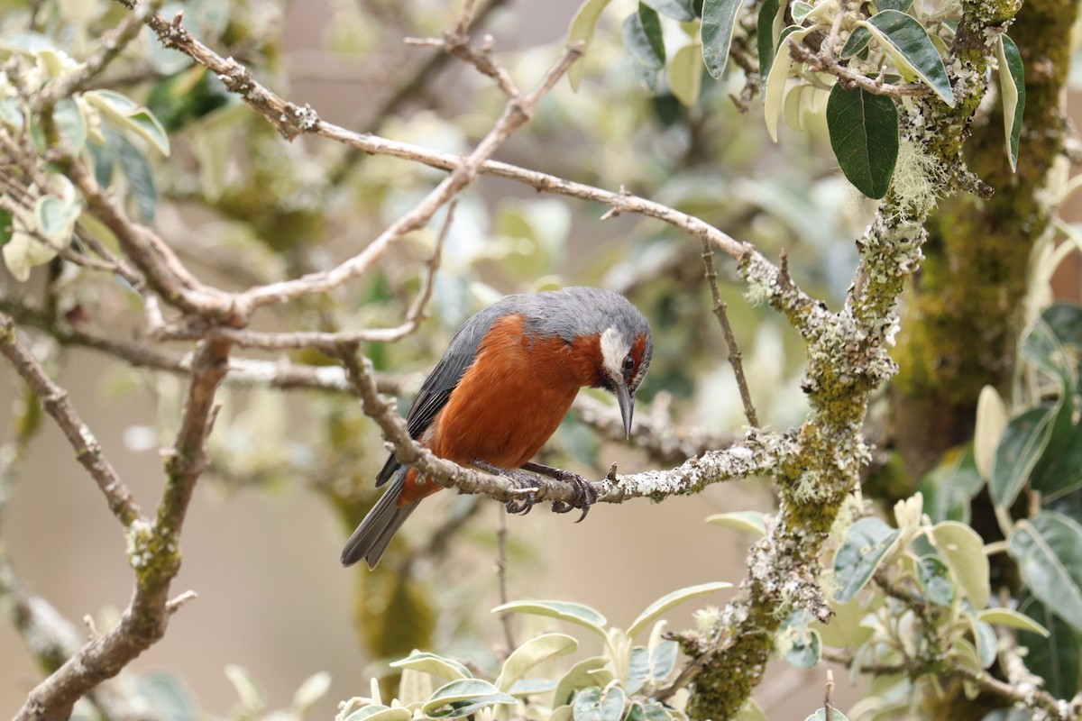 Giant Conebill - ML535916401