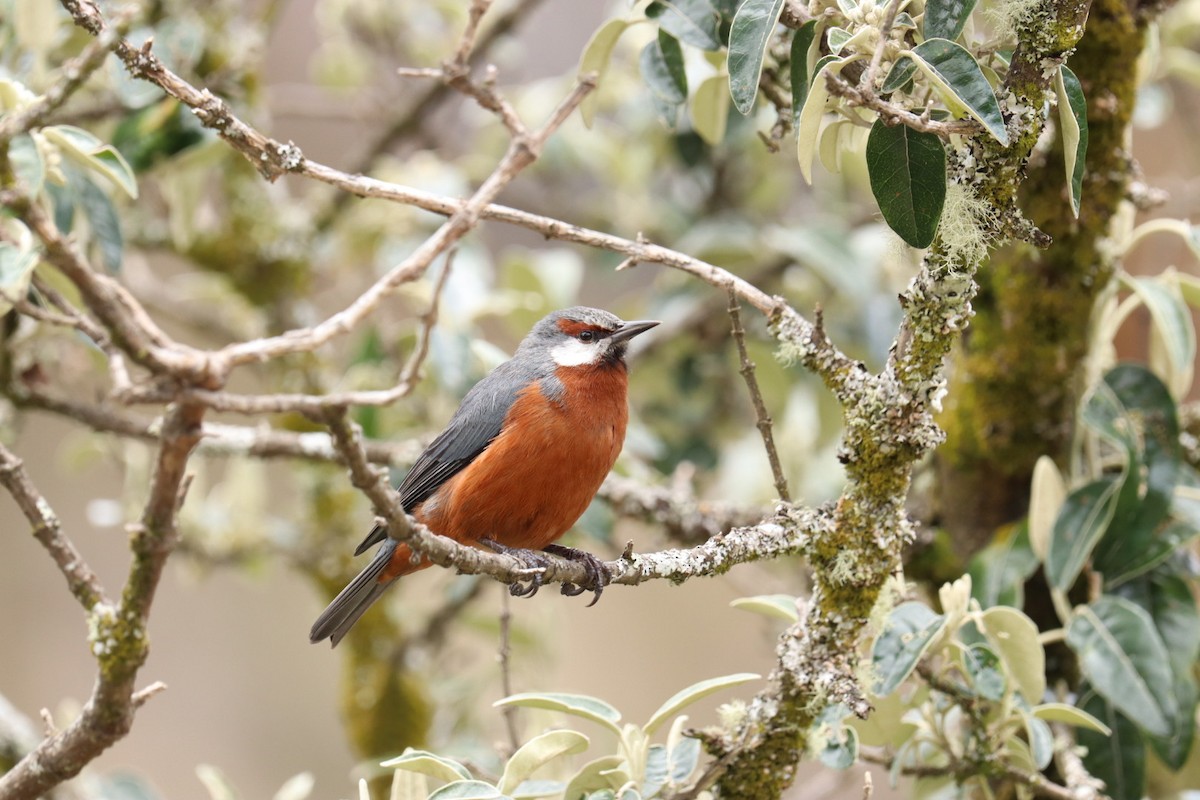 Giant Conebill - ML535916411