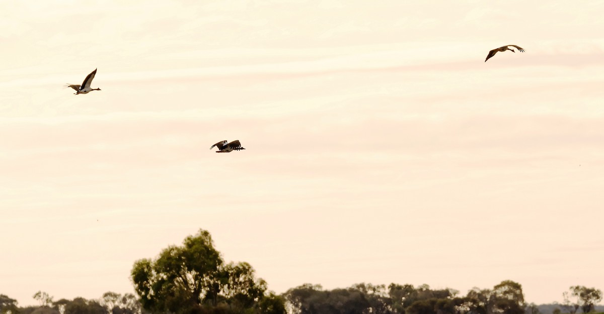 Magpie Goose - ML535918731