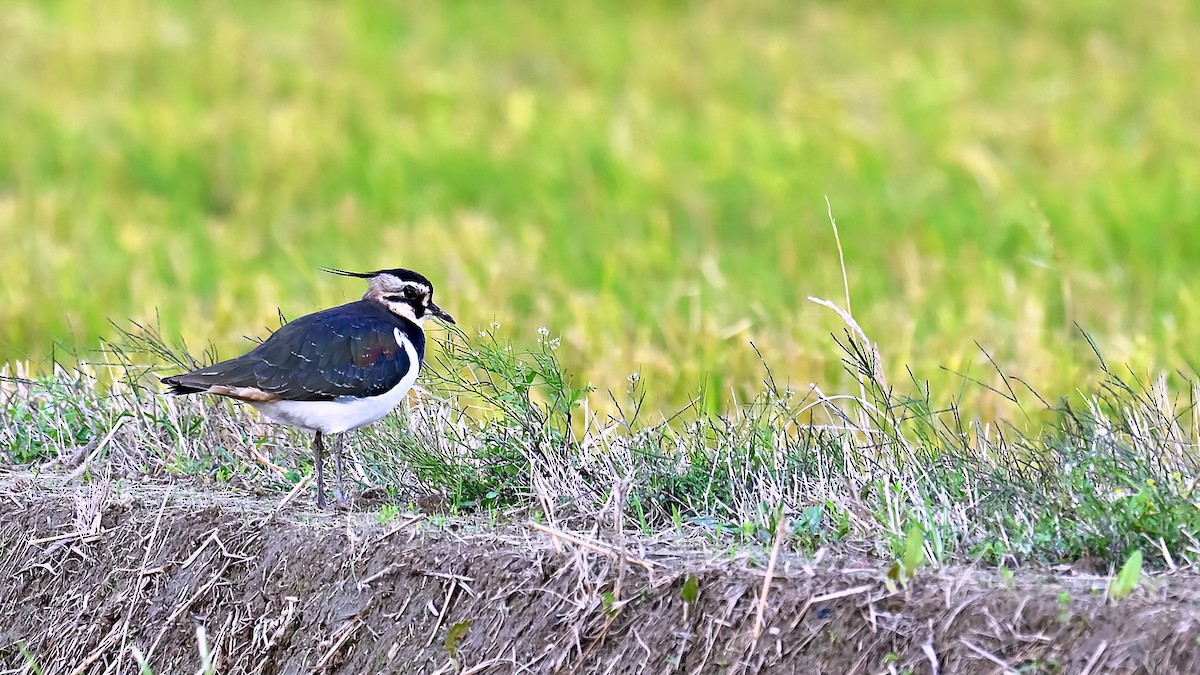 Northern Lapwing - Anonymous