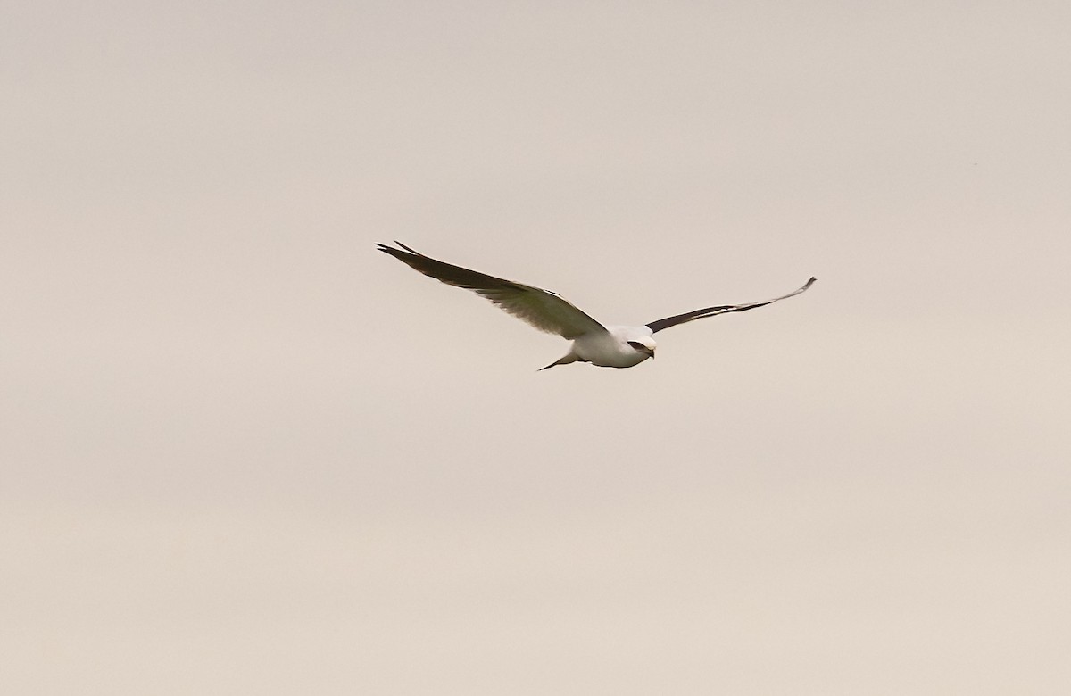 Black-shouldered Kite - ML535920901