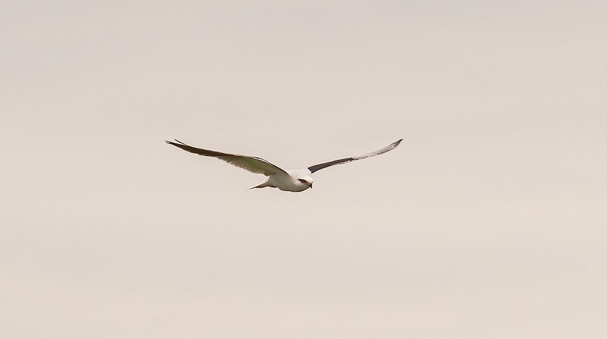 Black-shouldered Kite - ML535921171