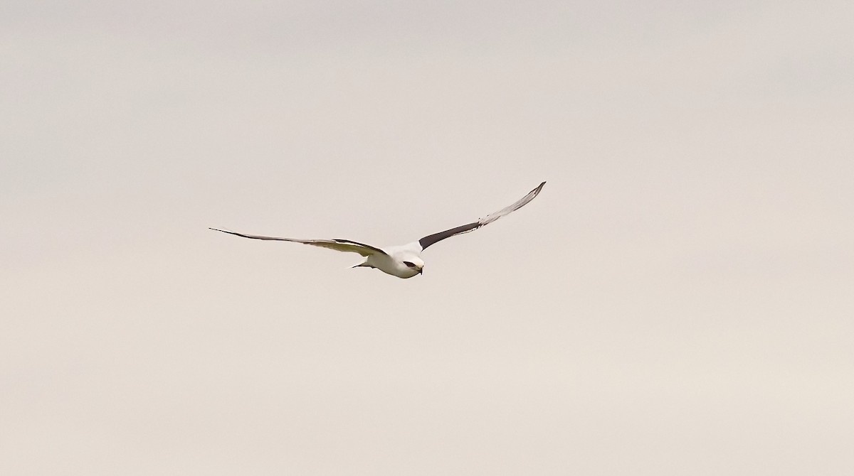 Black-shouldered Kite - ML535921201