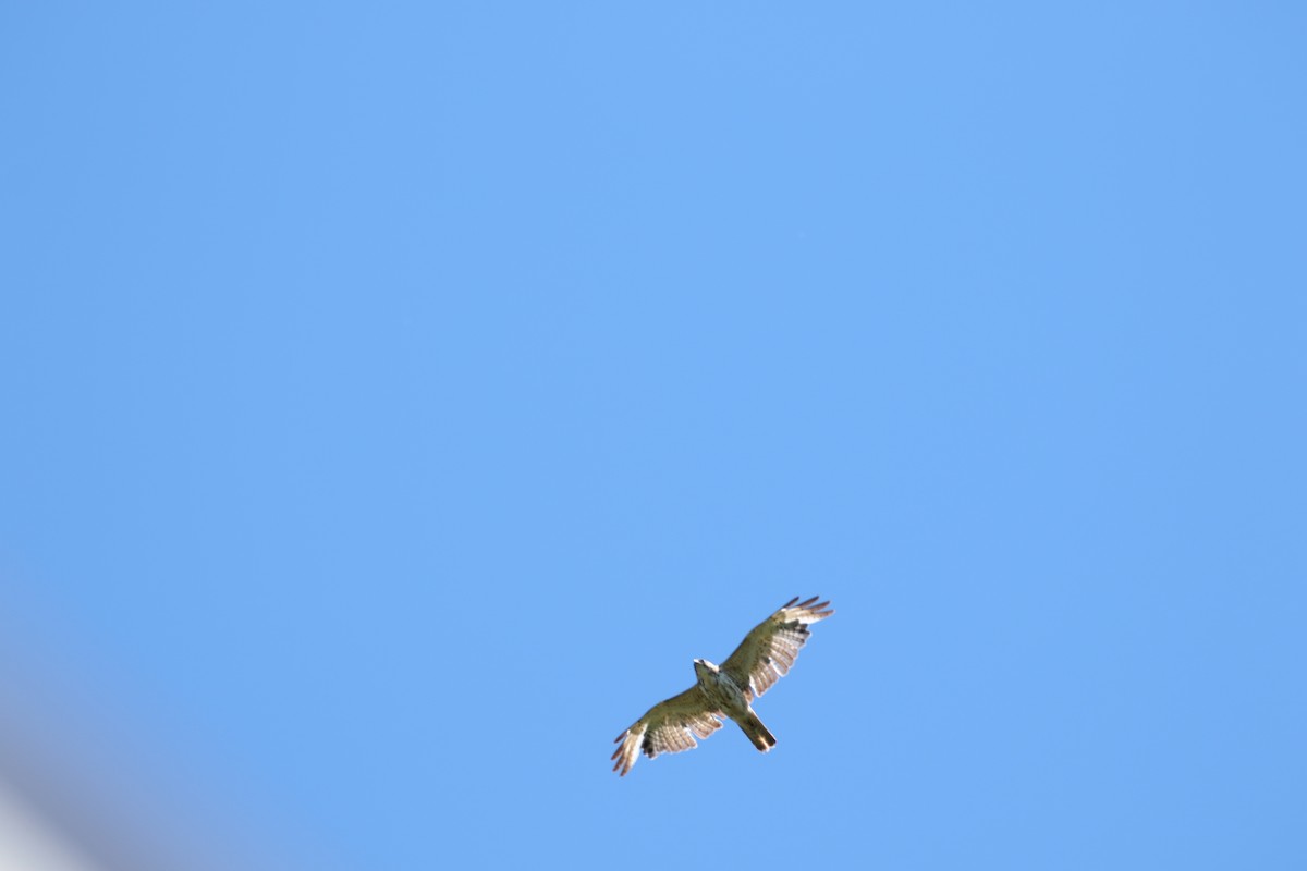 Broad-winged Hawk - Joseph Rocheteau