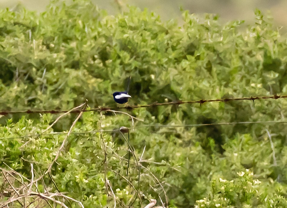 White-winged Fairywren - ML535922291