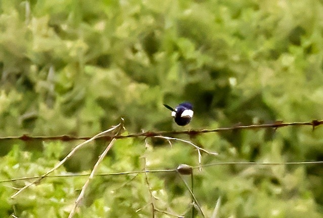 White-winged Fairywren - ML535922421