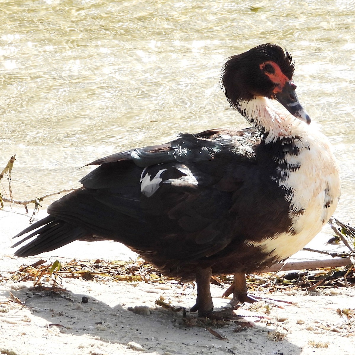 Muscovy Duck (Domestic type) - ML535923631