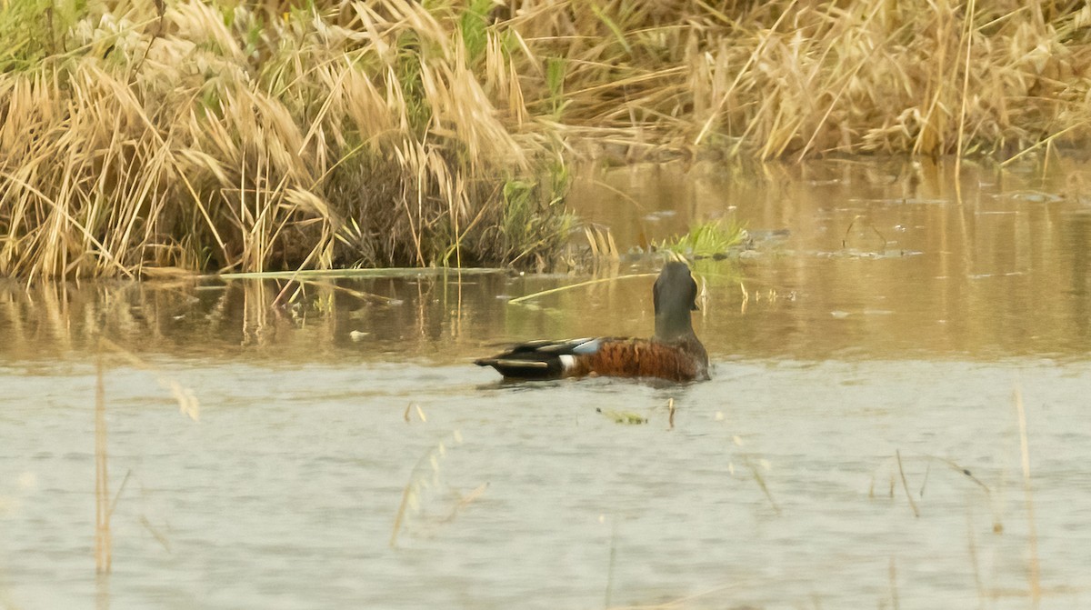 Chestnut Teal - Robert Bochenek