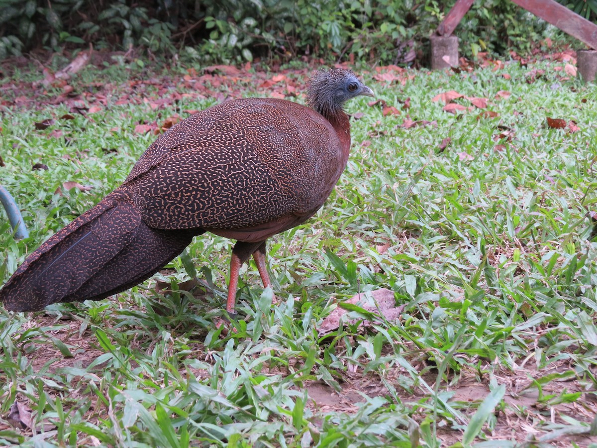 Great Argus - Tom Wheatley