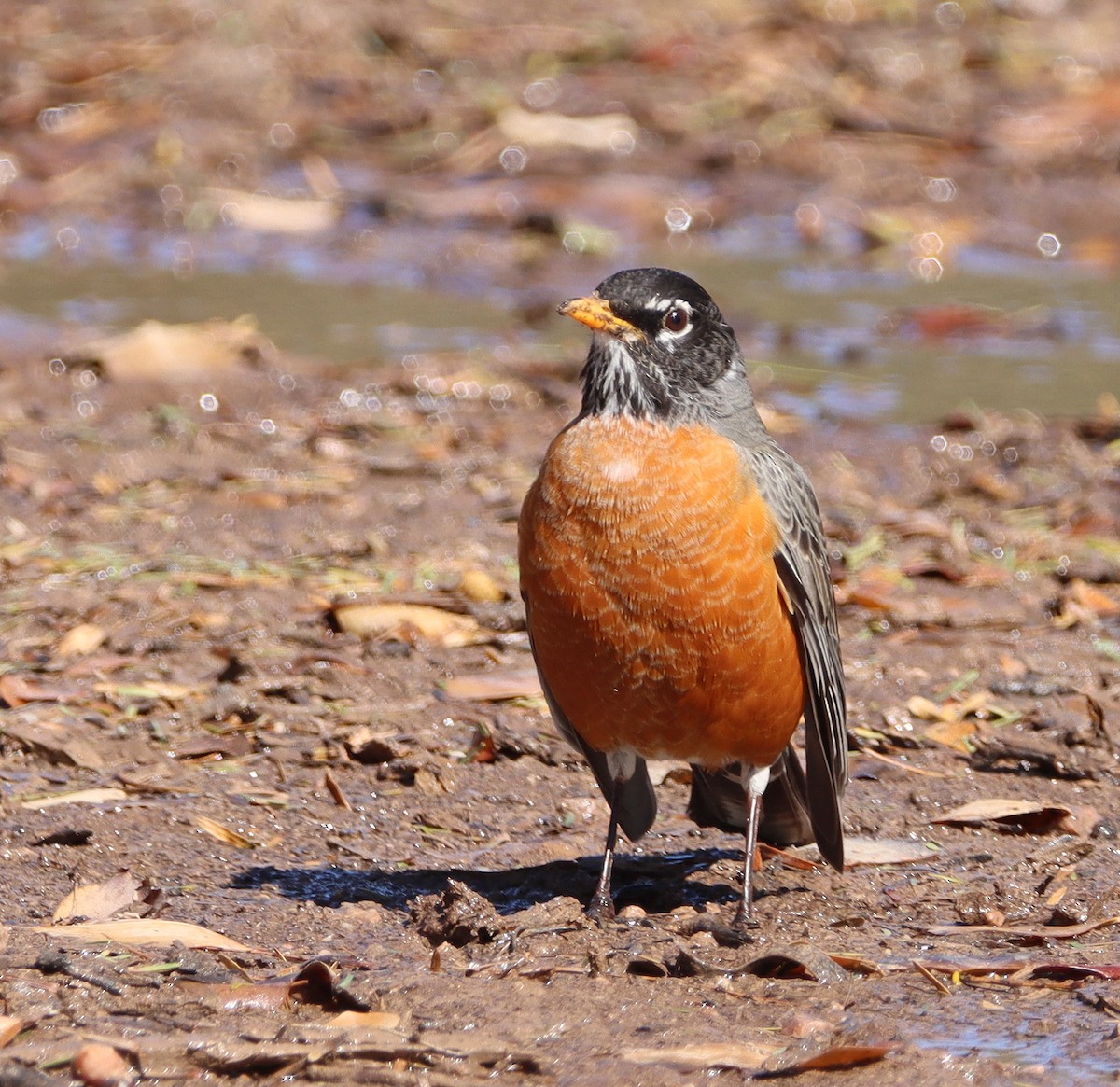 American Robin - ML535927691