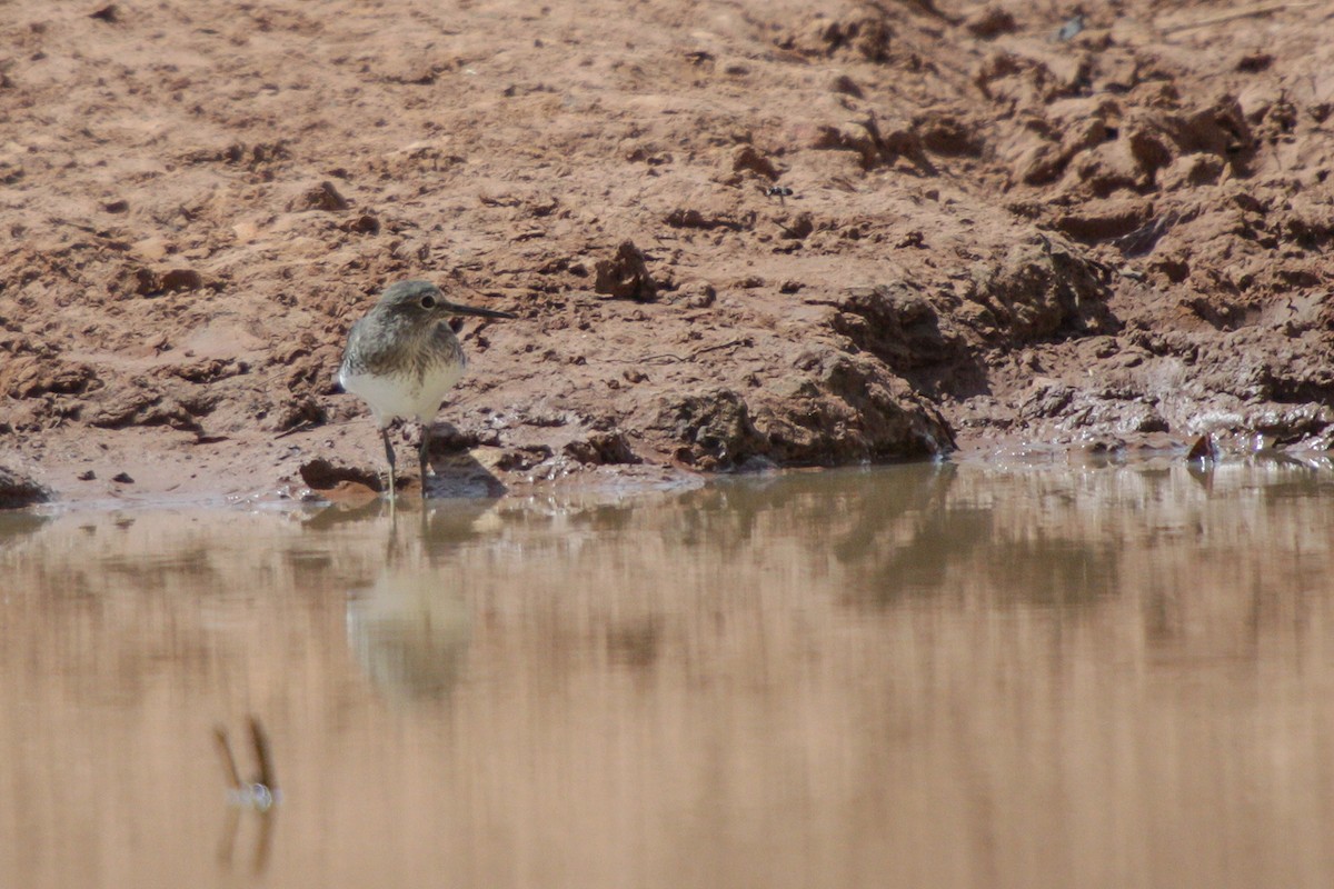 Green Sandpiper - ML535927931