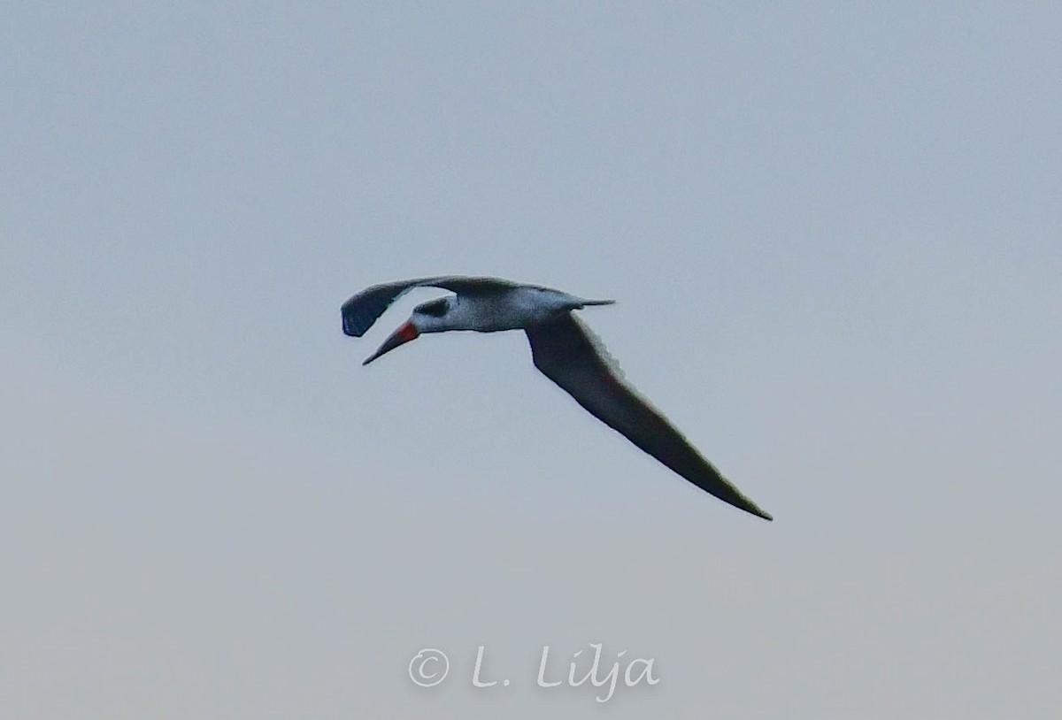 Black Skimmer - Lorri Lilja