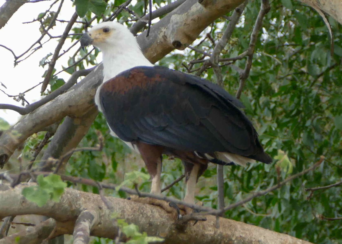 African Fish-Eagle - ML535930121
