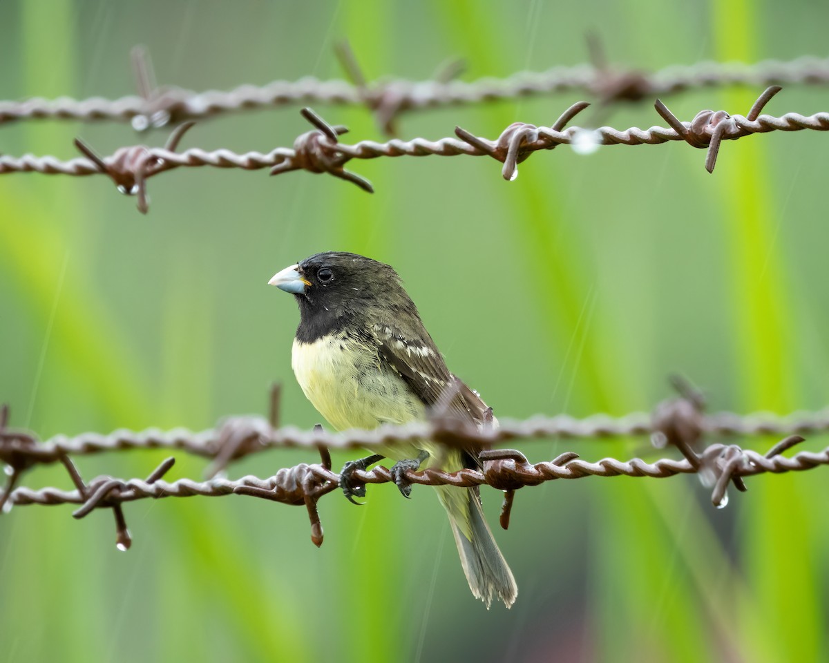 Yellow-bellied Seedeater - Sui Fernández