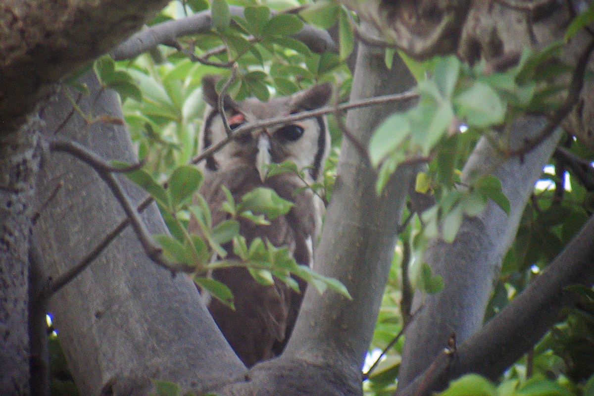 Verreaux's Eagle-Owl - ML535931041