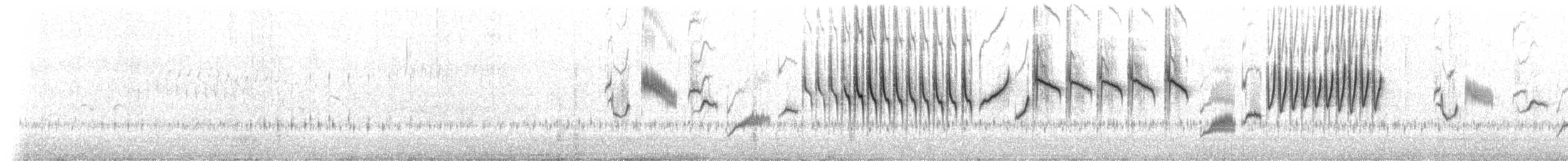 コバシヌマミソサザイ（minimus） - ML535931551