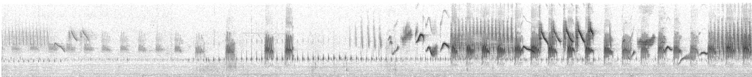 Grass Wren (Puna) - ML535931871