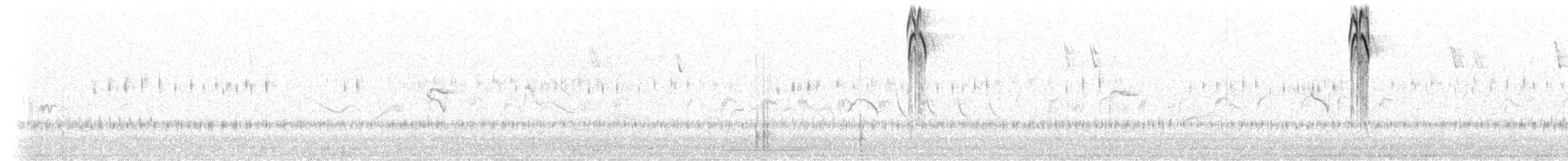 Percefleur moustachu (albilinea) - ML535932031