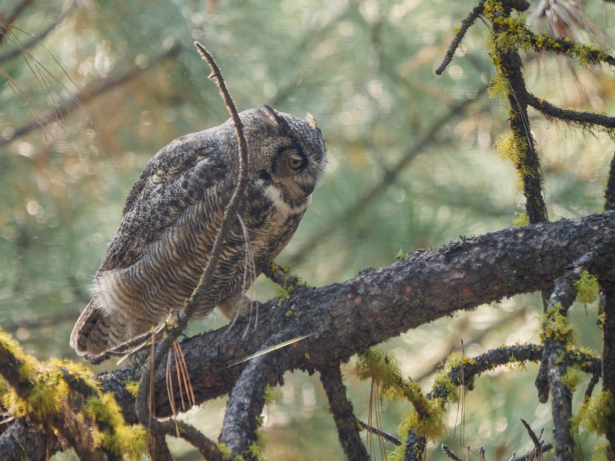 Great Horned Owl - ML535932451