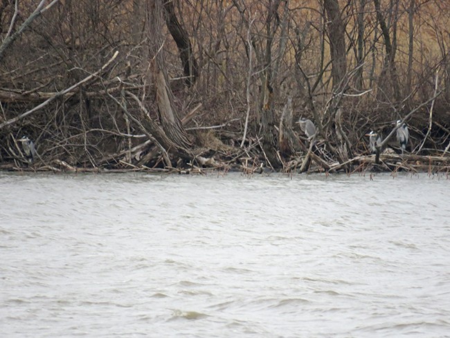 Great Blue Heron - ML535933151