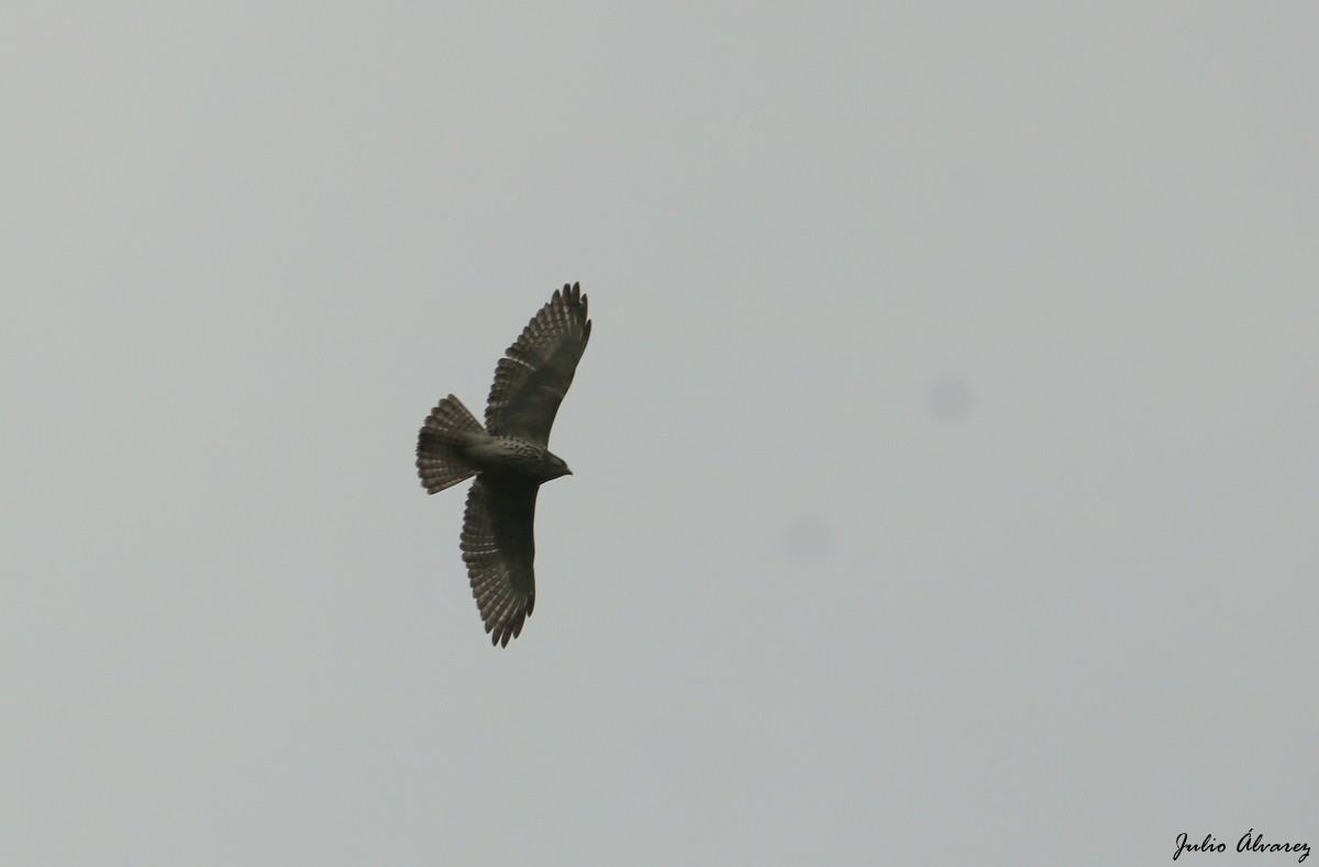 Broad-winged Hawk - Julio Alejandro Alvarez Ruiz