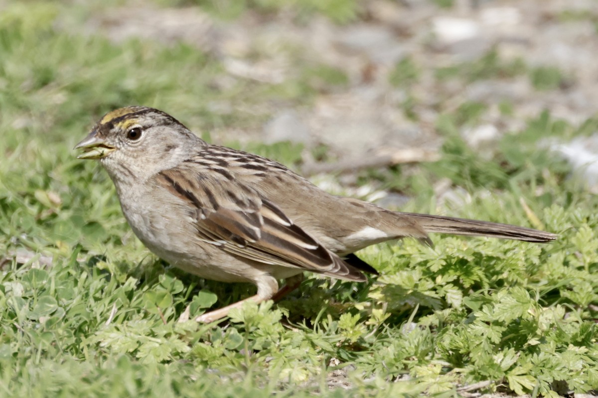 Golden-crowned Sparrow - ML535934221