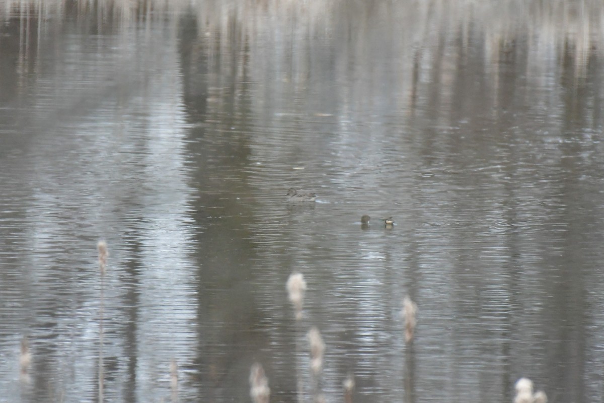 Green-winged Teal - Bradley Murphy