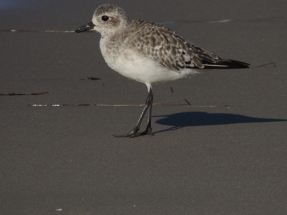 Black-bellied Plover - Nancy Henke