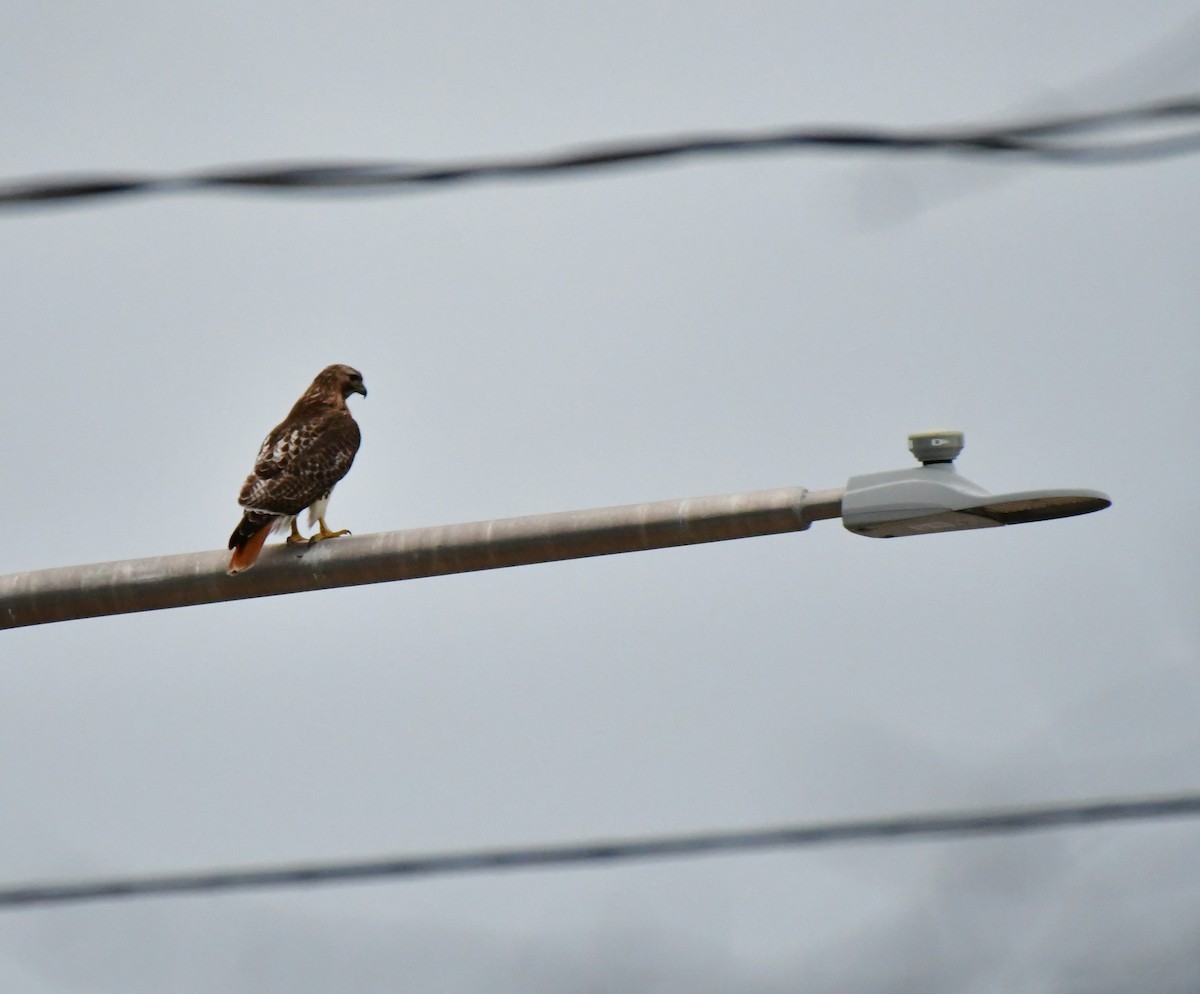 Red-tailed Hawk - ML535934611