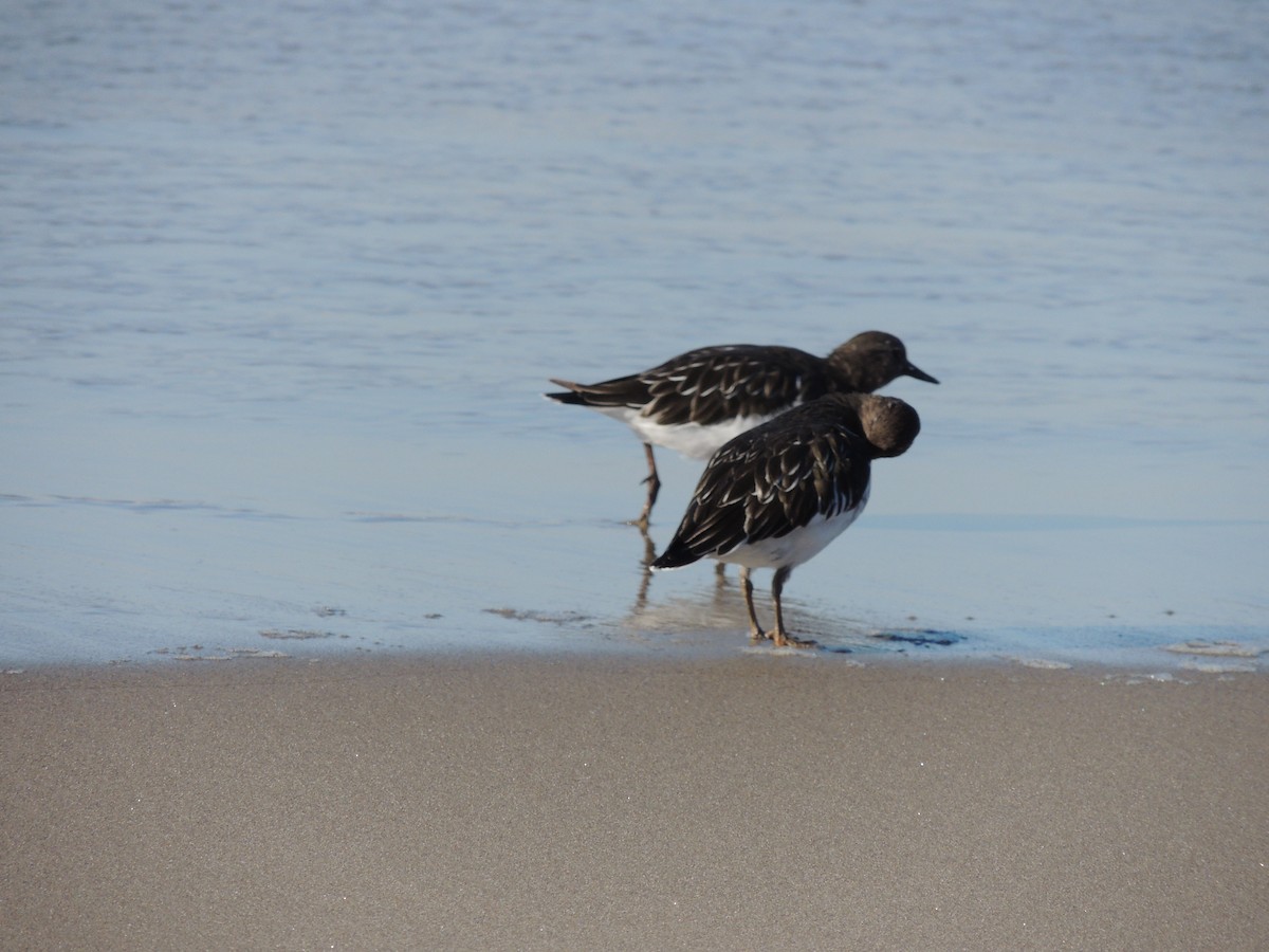 Black Turnstone - ML535935411