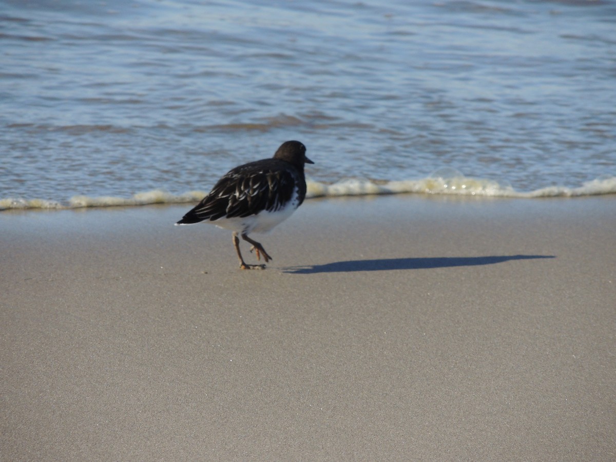 Black Turnstone - ML535935451