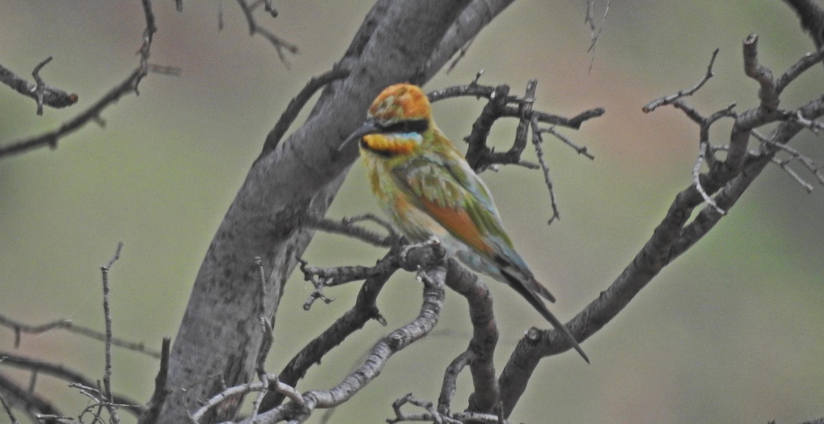 Rainbow Bee-eater - ML535936151