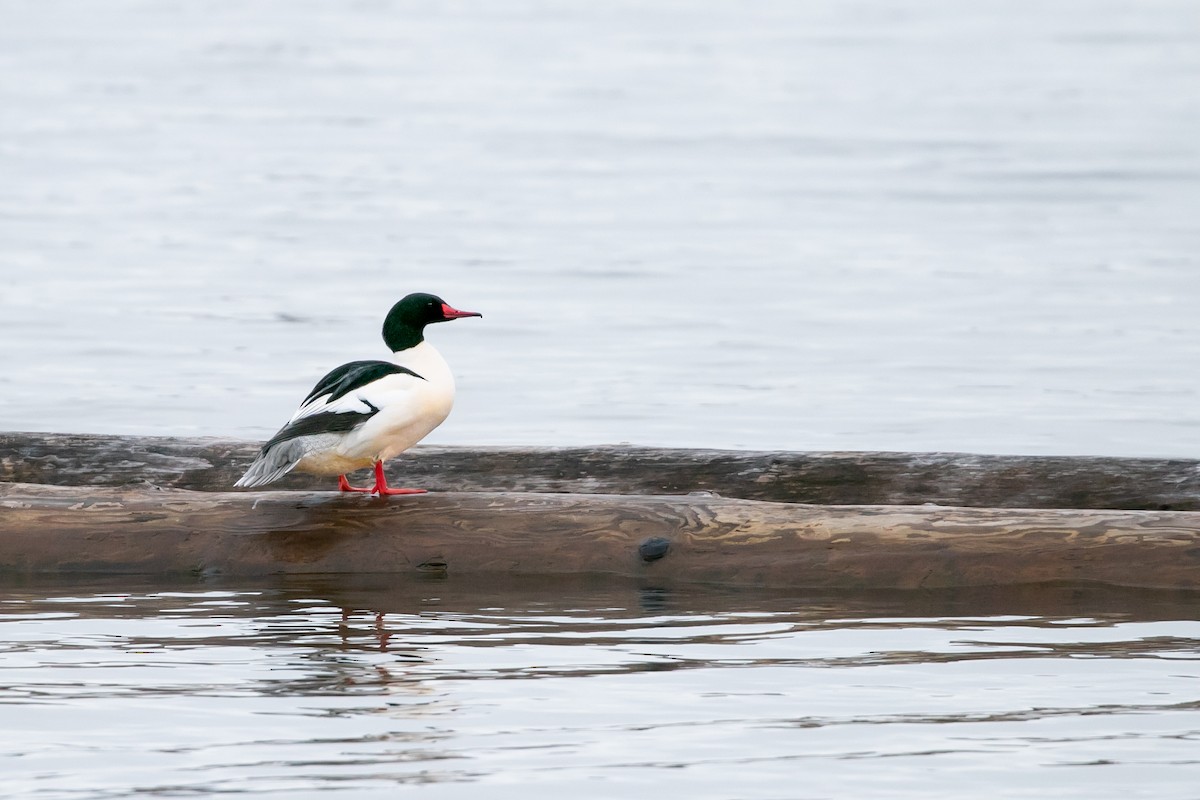 Common Merganser - ML535937471