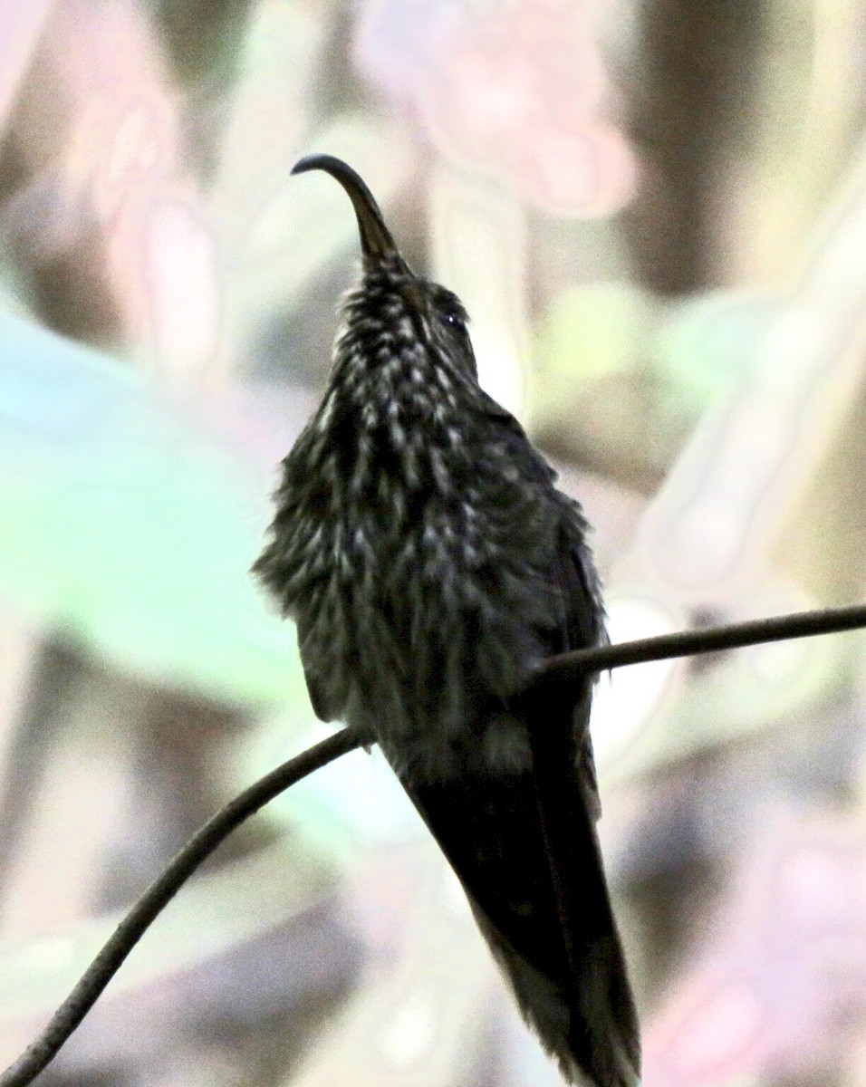 White-tipped Sicklebill - ML535938241