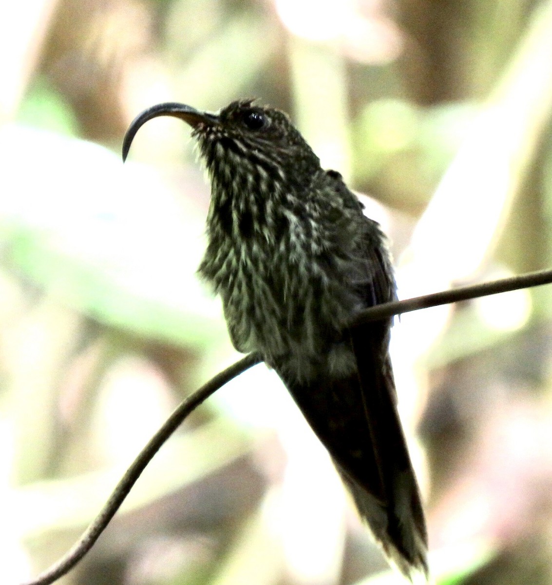 White-tipped Sicklebill - ML535938301