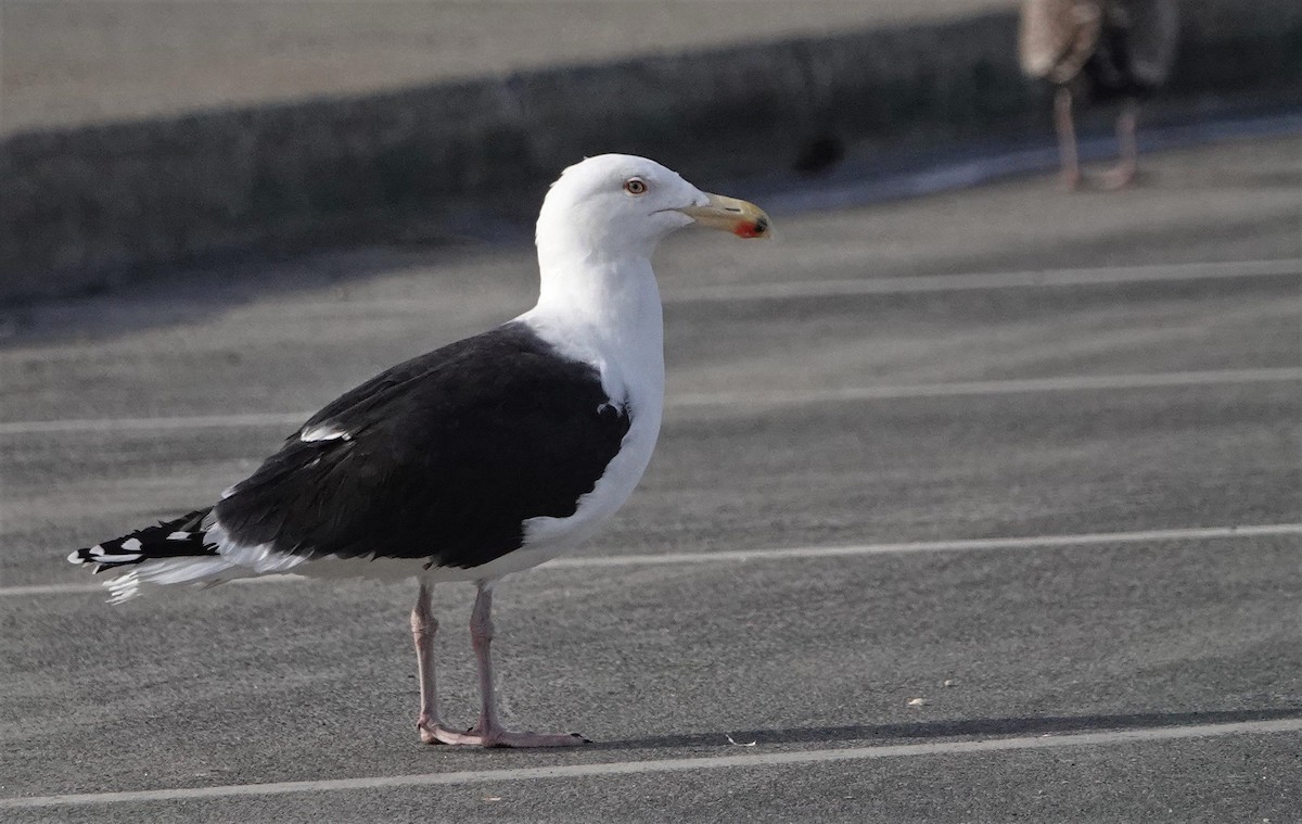 Great Black-backed Gull - Anonymous